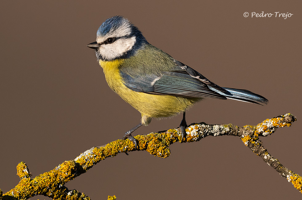 Herrerillo común (Parus caeruleus)